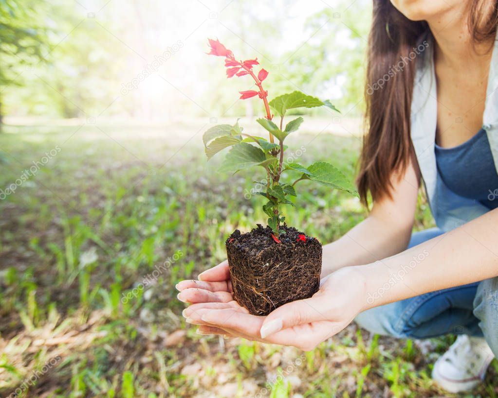 young plant ready for seedling