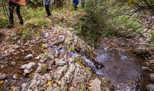 Arroyo en el bosque —  Fotos de Stock