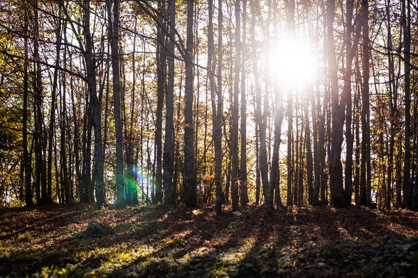 Солнце светит сквозь осенние деревья — стоковое фото