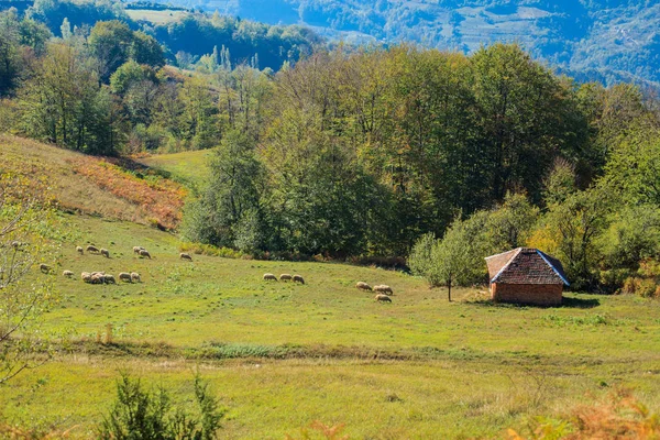 Hermoso paisaje rural ovejas pastando en los campos — Foto de Stock
