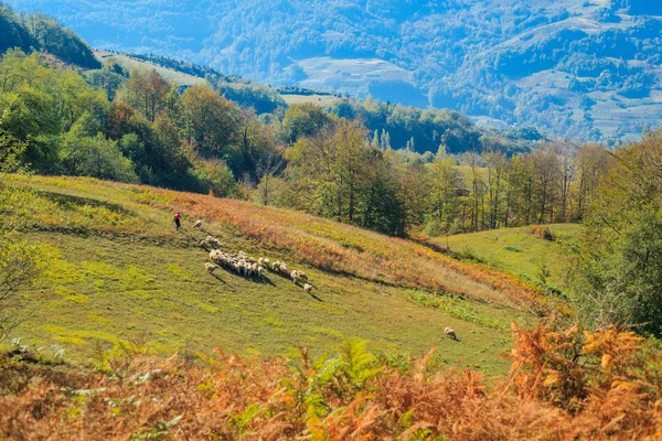 Schöne ländliche Landschaft Schafe grasen auf den Feldern — Stockfoto