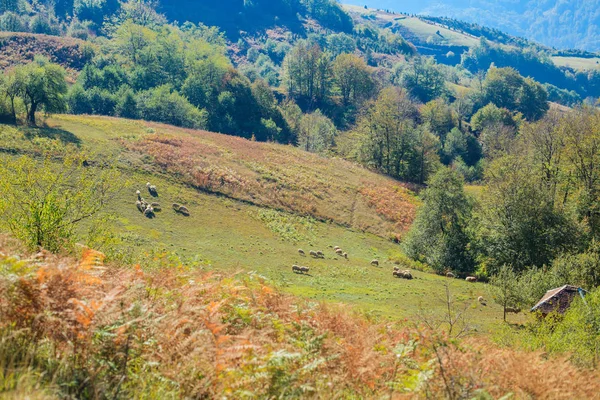 Schöne ländliche Landschaft Schafe grasen auf den Feldern — Stockfoto