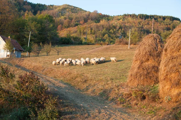 Осінній сільський пейзаж на заході сонця — стокове фото