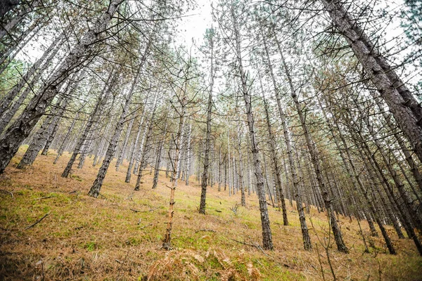 Hösten vacker ljus skog, — Stockfoto