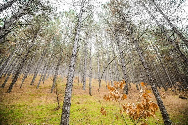 Outono bela floresta brilhante , — Fotografia de Stock