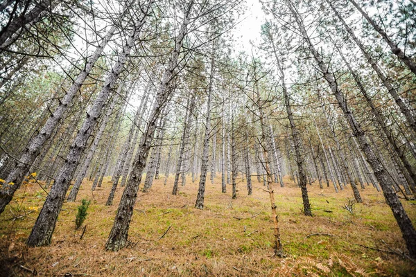 Herbst schöner heller Wald, — Stockfoto