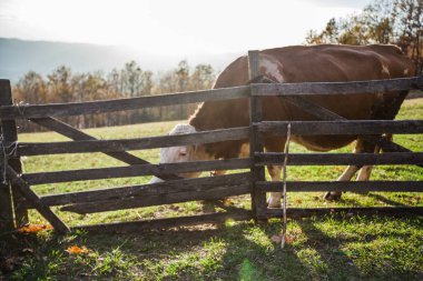 Gün batımında otlayan inek.
