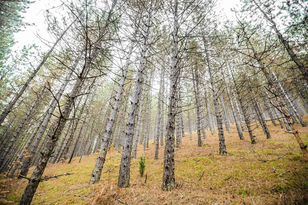Otoño hermoso bosque brillante — Foto de Stock