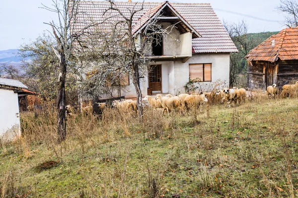 Овцы в сельской местности — стоковое фото