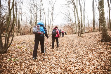  Aktif insanlar ormanda yürüyor.