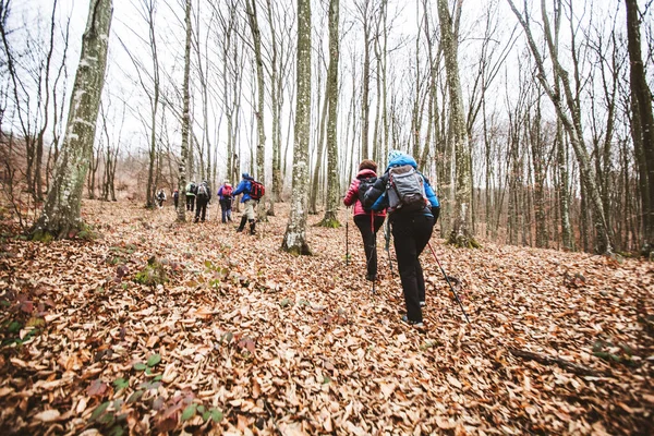 Pessoas ativas caminhando na floresta — Fotografia de Stock