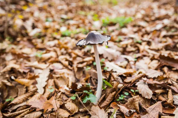 Svamp i skogen — Stockfoto