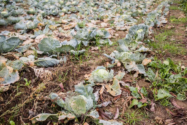 Fresh raw organic cabbage in the garden — ストック写真