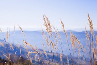 Güzel güneşli bir günde çimlerin üzerinde doğa manzarası 