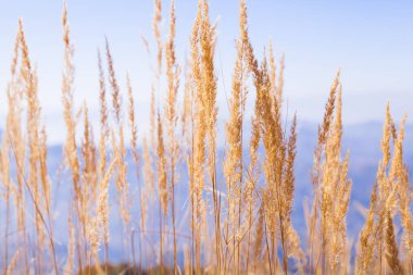 Güzel güneşli bir günde çimlerin üzerinde doğa manzarası 