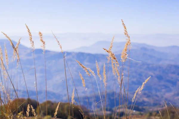 Naturlandschaft über dem Gras an einem schönen sonnigen Tag — Stockfoto