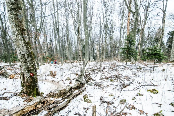 Χειμερινό Δάσος Δέντρα Τοπίο Χιόνι — Φωτογραφία Αρχείου