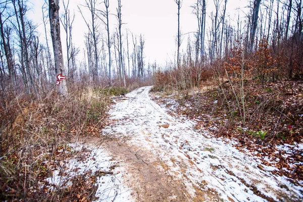 Inverno Floresta Paisagem Árvores Com Neve — Fotografia de Stock