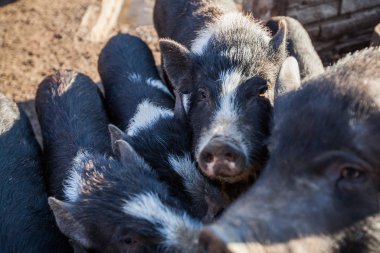 Vietnamlı çömlek karınlı domuzlar. Geleneksel Vietnamlılar yerli hayvan türlerinin kırsal kesiminde ürer..
