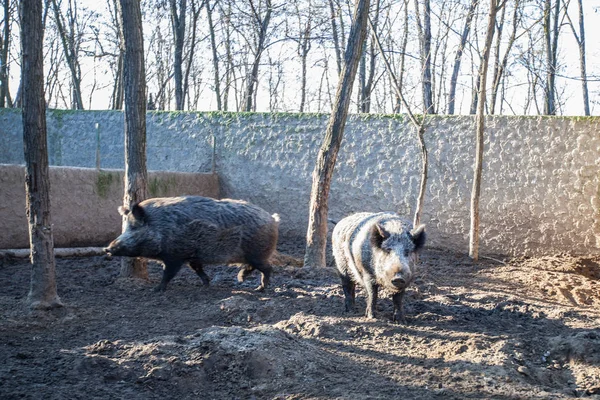 Tradiční Plemeno Černých Prasat Venkovských Farmách Původních Plemen Zvířat — Stock fotografie