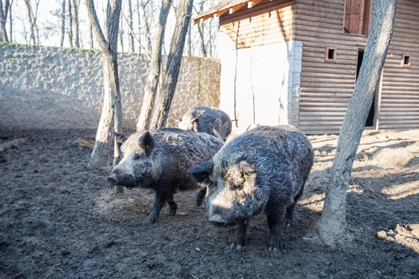 Traditionelle Zucht Schwarzer Schweine Auf Ländlichen Bauernhöfen Einheimischer Tierrassen — Stockfoto