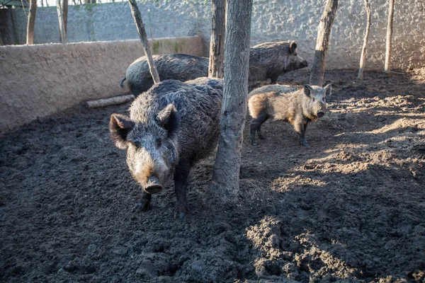 Raza Tradicional Cerdos Negros Granjas Rurales Razas Indígenas Animales —  Fotos de Stock
