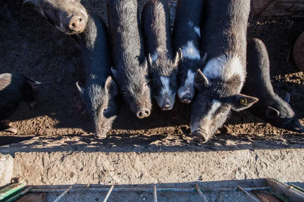 Crianza Tradicional Vietnamita Granja Rural Razas Autóctonas Animales —  Fotos de Stock