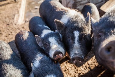 Vietnamlı çömlek karınlı domuzlar. Geleneksel Vietnamlılar yerli hayvan türlerinin kırsal kesiminde ürer..