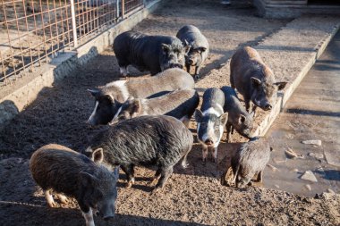 Vietnamlı çömlek karınlı domuzlar. Geleneksel Vietnamlılar yerli hayvan türlerinin kırsal kesiminde ürer..