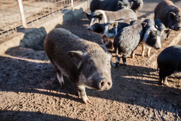 Crianza Tradicional Vietnamita Granja Rural Razas Autóctonas Animales —  Fotos de Stock