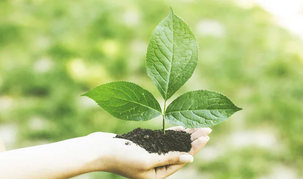 Mãos Humanas Segurando Apoiar Pequena Planta Para Crescer — Fotografia de Stock