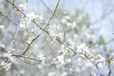 Güzel bahar ağacı çiçeği, doğa arka planı. 