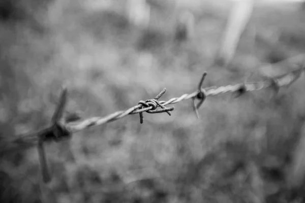 Barbed Wire Fence Migrant Crisis Freedom Concept Black White Photography — Stock Photo, Image
