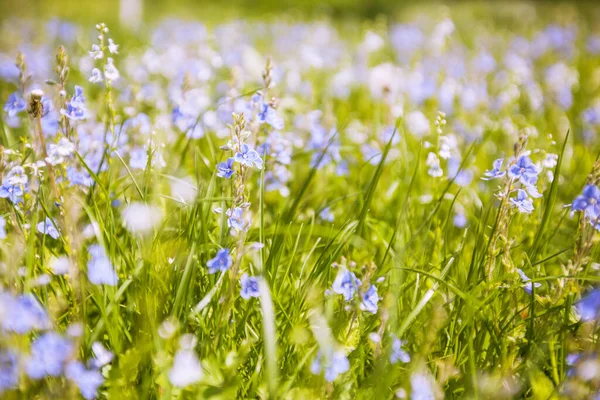 Flores Primavera Los Campos Hermoso Día Naturaleza —  Fotos de Stock