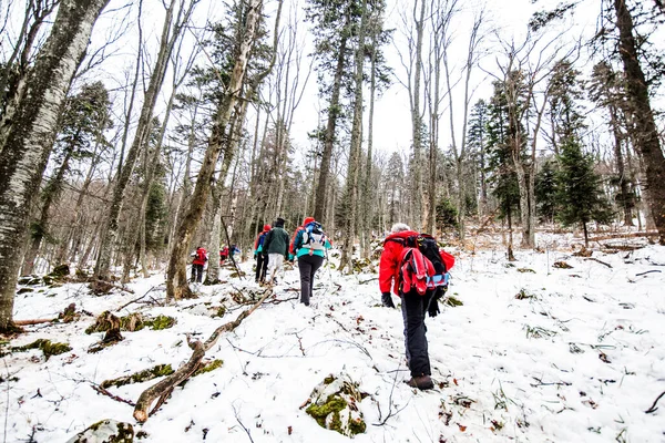 Group of hikers in winter forest