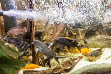 Deniz akvaryumu tropikal balıklar, canlı renkler, sualtı dünyası..