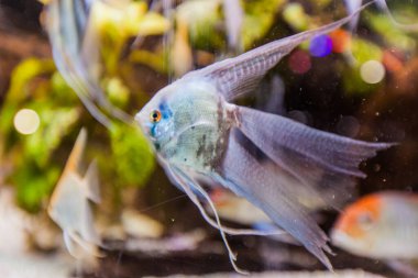 Deniz akvaryumu tropikal balıklar, canlı renkler, sualtı dünyası..