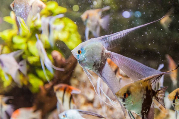 Acuario Marino Peces Tropicales Color Vibrante Mundo Submarino — Foto de Stock