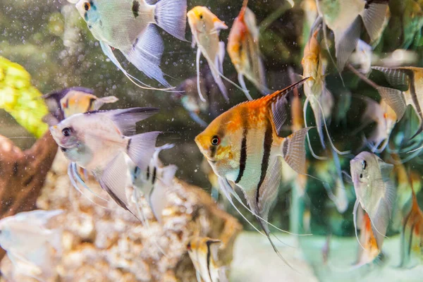 Acuario Marino Peces Tropicales Color Vibrante Mundo Submarino —  Fotos de Stock