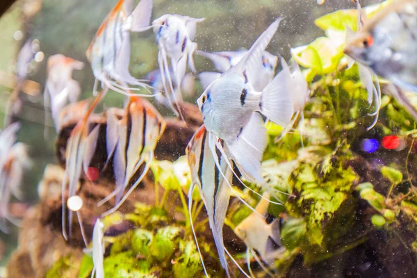 Zeeaquarium Tropische Vissen Levendige Kleur Onderwaterwereld — Stockfoto