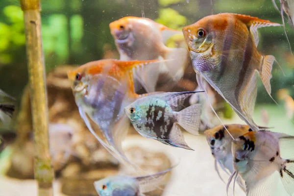 Mořské Akvárium Tropické Ryby Zářivé Barvy Podvodní Svět — Stock fotografie