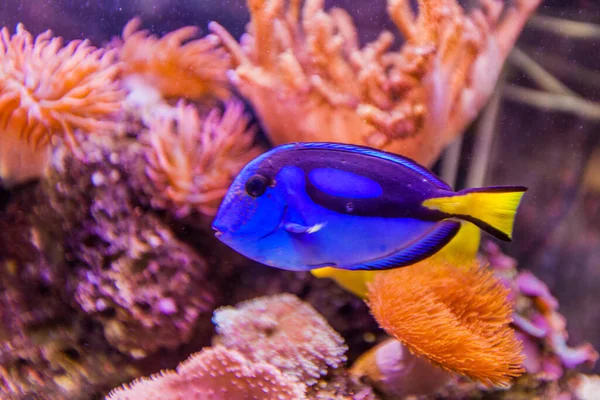 Meeresaquarium Tropische Fische Lebendige Farbe Unterwasserwelt — Stockfoto