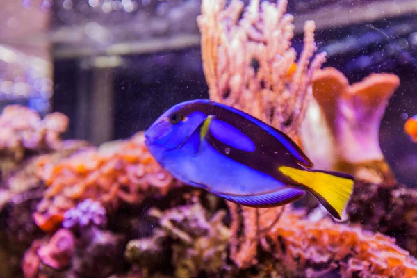 Mořské Akvárium Tropické Ryby Zářivé Barvy Podvodní Svět — Stock fotografie