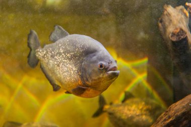 Akvaryumda pirana, Güney Amerika tatlı su balığı.