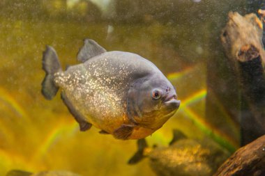 Akvaryumda pirana, Güney Amerika tatlı su balığı.