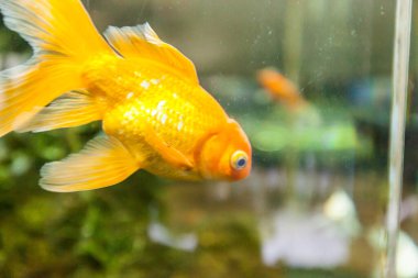 Tatlı su akvaryumunda Japon balığı, yakın çekim görüntüsü.