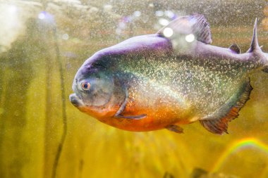 Akvaryumda pirana, Güney Amerika tatlı su balığı.