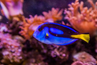Deniz akvaryumu tropikal balıklar, canlı renkler, sualtı dünyası..
