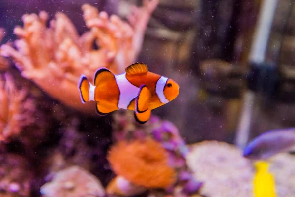 Mořské Ryby Akvárium Klaunnfish Anemone Ryby Pulzující Barva Krásný Podvodní — Stock fotografie