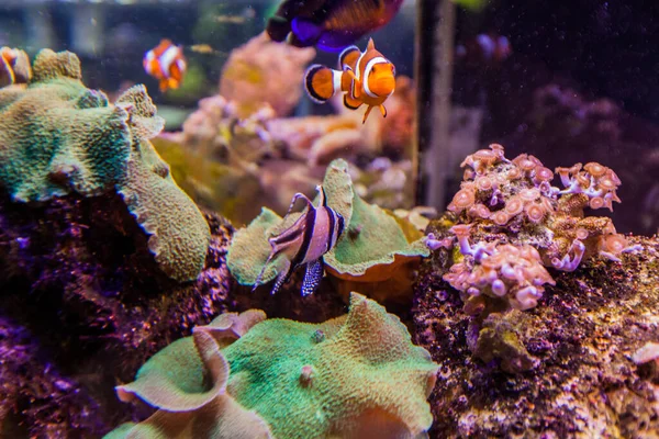 Acuario Peces Marinos Payasos Peces Anémona Color Vibrante Hermoso Mundo —  Fotos de Stock